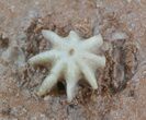 Interesting Evactinopora Bryozoa Colony - Missouri #42713-2
